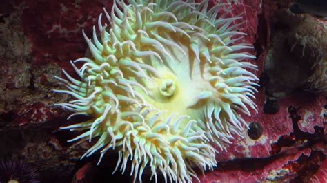 Colorful Sea Anemones - Monterey Bay Aquarium, California - YouTube