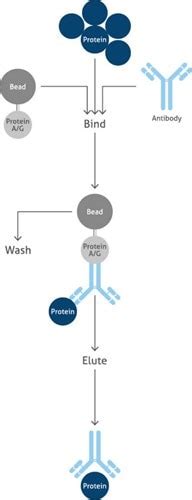 Immunoprecipitation: Applications, Uses, & Types