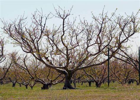 How to Prune a Peach Tree: Step by Step Guide