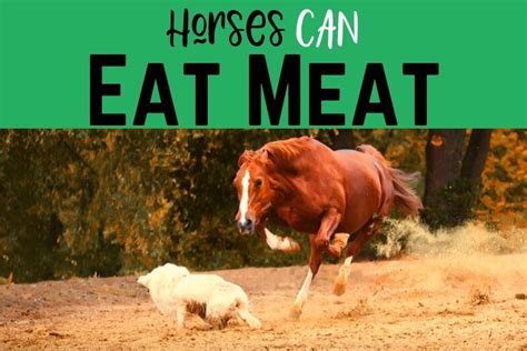 Horses Can Eat Meat - and They Do In Limited Situations - Helpful Horse ...