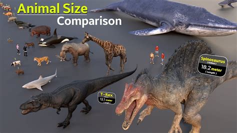 World's Different Animals Size Comparison | Insect Size | Extinct animal size - YouTube