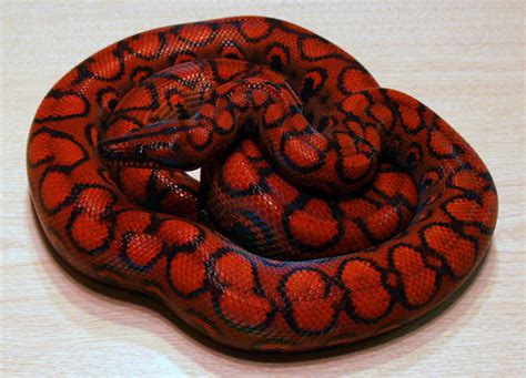 Brazilian Rainbow Boas for sale