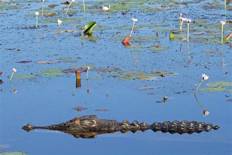 Crocodile Habitat - Crocodile Facts and Information