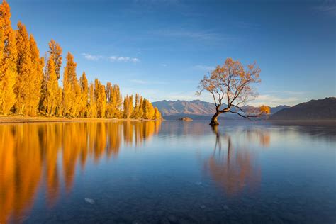 How you can help protect New Zealand’s most famous tree