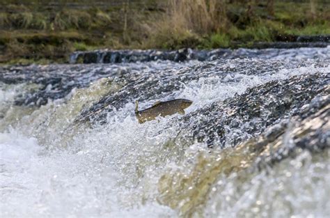 Salmon Fishing: Techniques, Bait and Gear - TRIZILY.COM