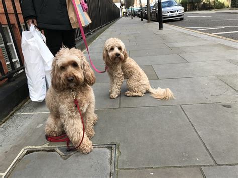 The newest and cutest little faces on our street - Miss Darcy's Adventures