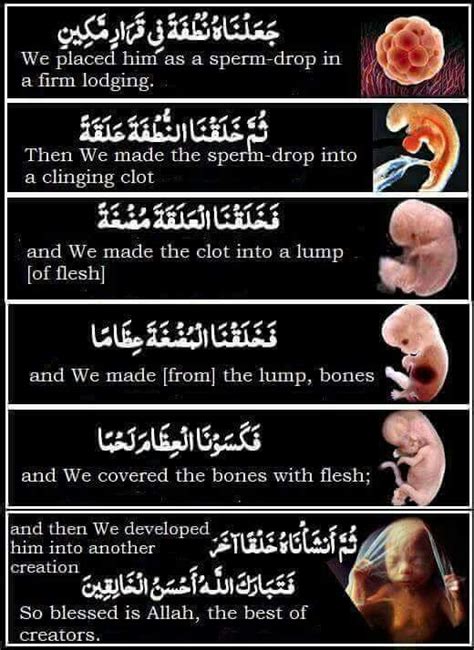 خلق الانسانbaby creation | Islamic quotes quran, Islam and science, Islamic teachings