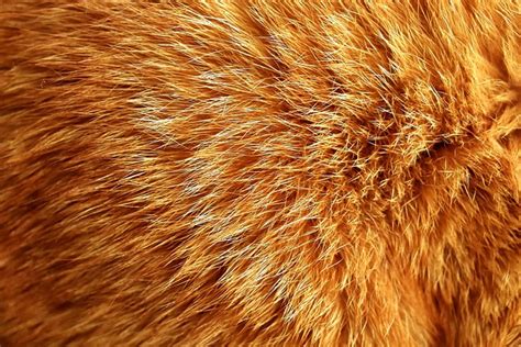 Cat Fur Mackerel · Free photo on Pixabay