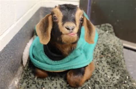 Baby Goat Plays At Farm Sanctuary