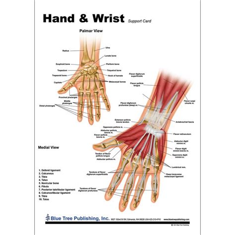 Tendon Diagram Hand - Wrist Hand Anatomy - The tendons that control ...