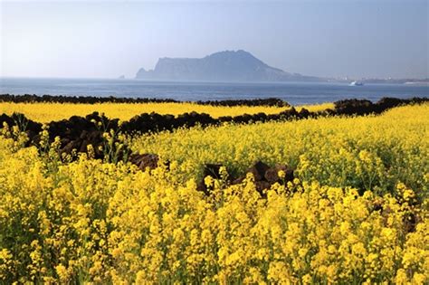 Udo Island - region of Jeju island | This Is Korea Tours