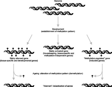 DNA methylation in development and aging. During embryonic development ...