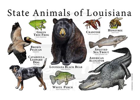 Louisiana State Animals Poster Print - Etsy