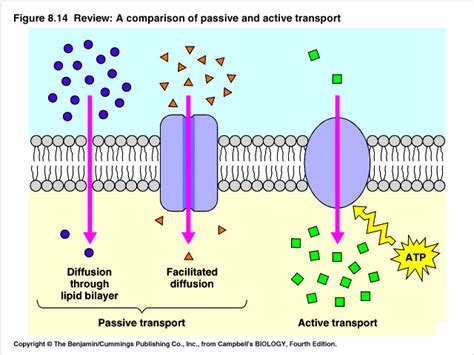 Cell Transport - ninth Grade Biology