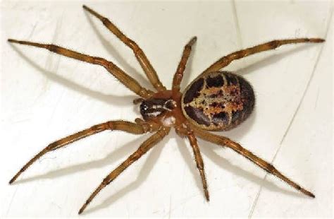 CUPBOARD SPIDER - Steatoda grossa | Spider, Dangerous spiders, Arachnids spiders