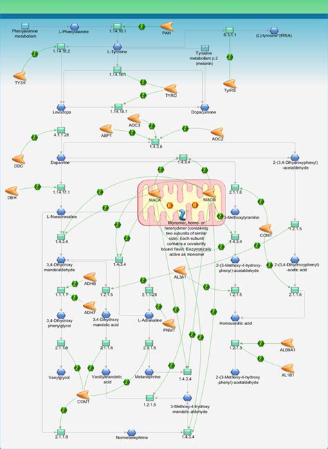 Tyrosine metabolism p.1 (dopamine) Pathway Map - PrimePCR | Life ...