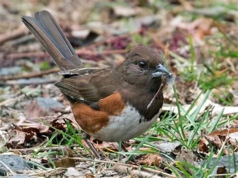 Eastern Towhee - NestWatch