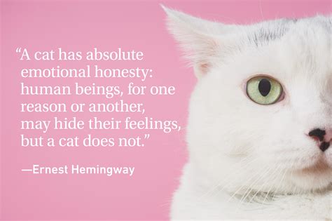 Cat Quotes Every Cat Owner Can Appreciate | Reader's Digest