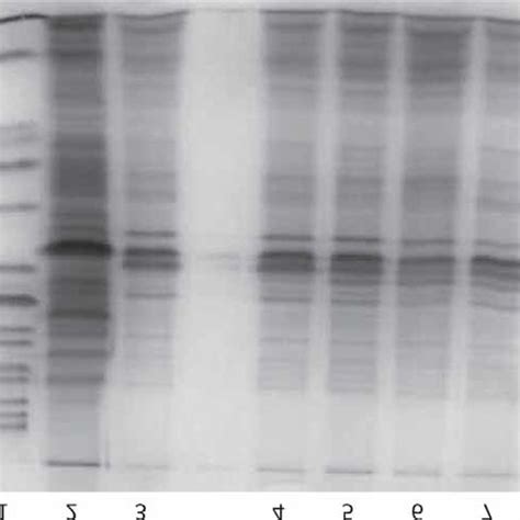 SDS-PAGE profile of total cell lysate from samples after expression ...