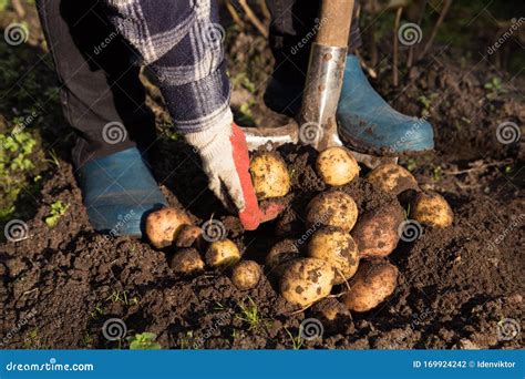 Farmer Hands Harvesting Organic Potatoes Harvest in Garden Stock Photo ...