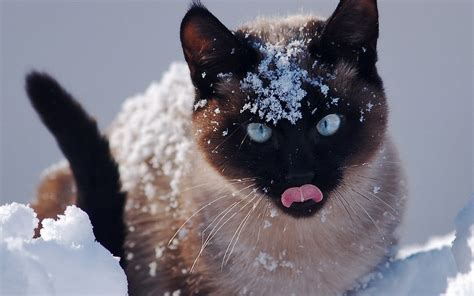 Cats in Snow Wallpaper - WallpaperSafari