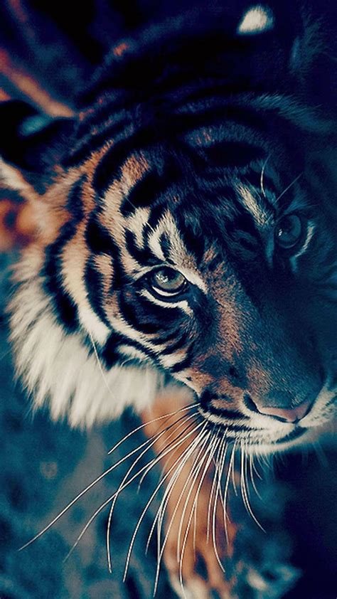 Chinese Zodiac Tiger Wallpapers - Top Free Chinese Zodiac Tiger Backgrounds - WallpaperAccess