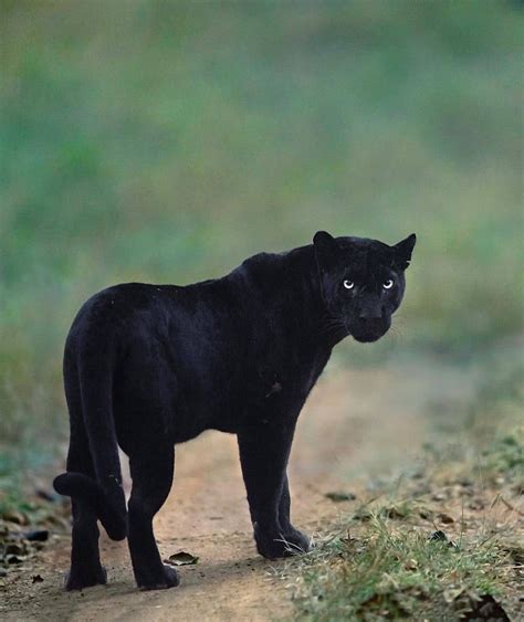 Big Cats WildLife — A mesmerising photo of a Black 🖤 Indian Leopard 🐆...