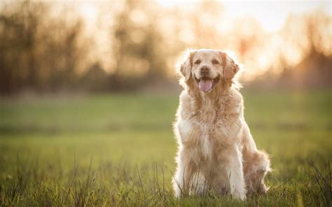 Download Depth Of Field Dog Animal Golden Retriever HD Wallpaper