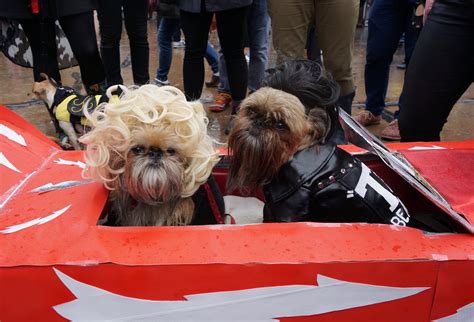 Costumed Puppy Cuteness at Tompkins Square Halloween Dog Parade 2016