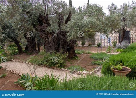 Olive Trees in the Biblical Garden of Gethsemane, Where Jesus Prayed before His Betrayal and ...