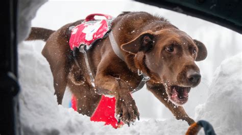 Avalanche rescue dog school in Utah prepares pups to save lives