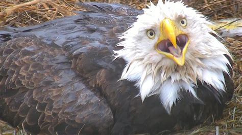 Decorah Eagles Live Cam - nesting bald eagles | Explore.org