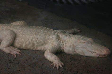 This albino alligator : r/mildlyinteresting