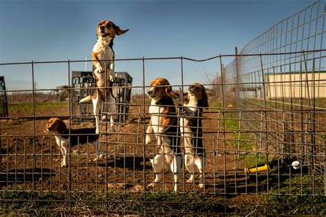 She bought an animal testing site and turned it into a rehab sanctuary ...