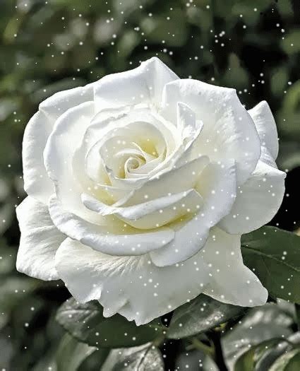 Pin on Flowers | Beautiful rose flowers, Beautiful flowers photos ...