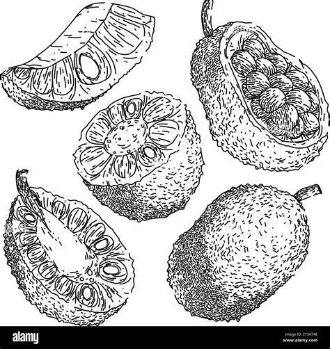 jackfruit set sketch hand drawn vector Stock Vector Image & Art - Alamy