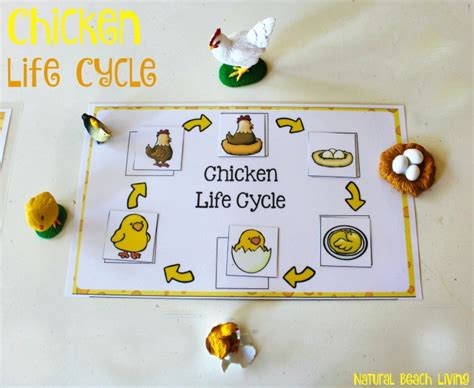 Chicken Life Cycle Free Printables - Natural Beach Living