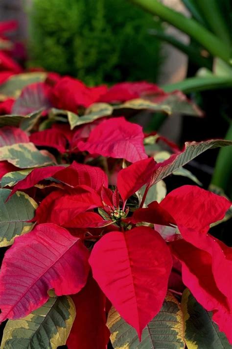 Poinsettias and How to Care For Them [Video] [Video] | Poinsettia care, House plants, Poinsettia ...