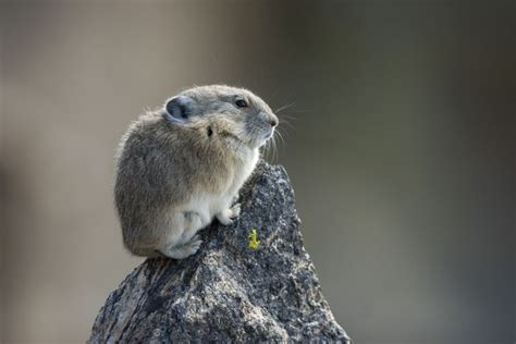 American Pika is Resilient in Face of Climate Change