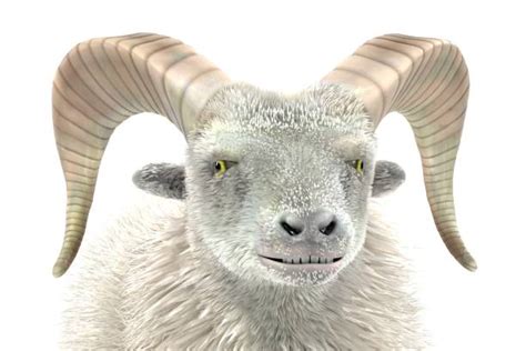 Argali Sheep Stock Photos, Pictures & Royalty-Free Images - iStock