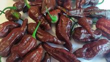 Bhut Jolokia Chocolate Ghost - Seeds