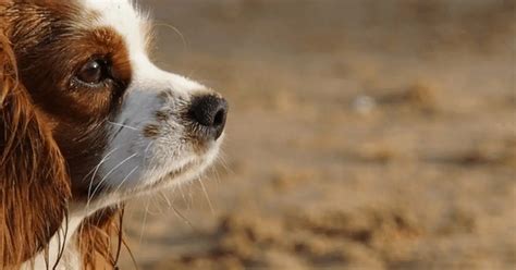 Best Brush for Cavalier King Charles Spaniel: What's Available?