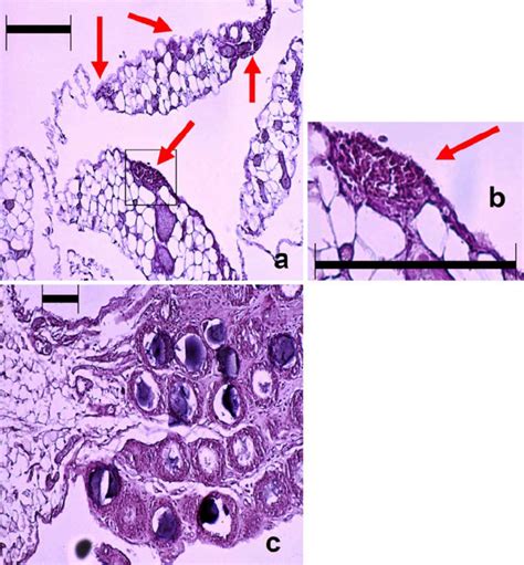 Histology of native and activated omentum. a Native omentum mostly...