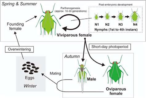 Aphids Life Cycle