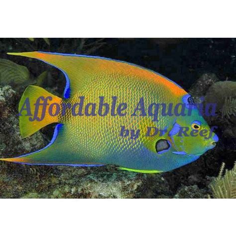 Queen Angelfish | Affordable Aquaria