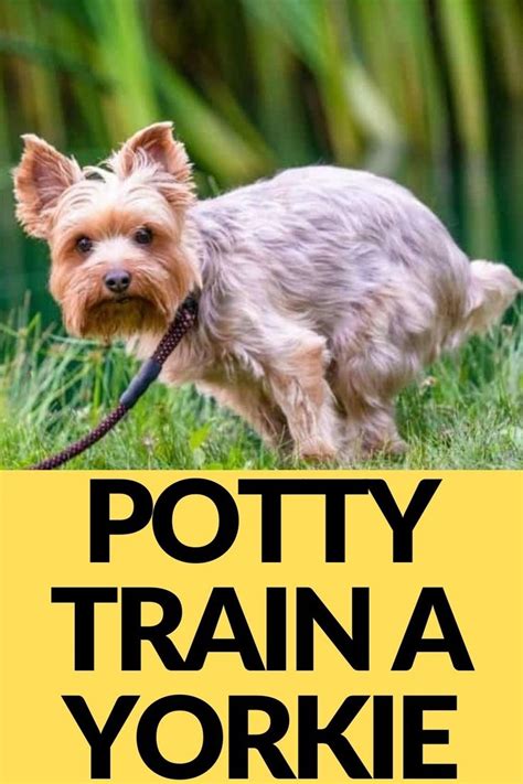 How To Housebreak And Potty Train A Yorkie - Steps & Challenges | Yorkie puppy, Yorkie puppy ...