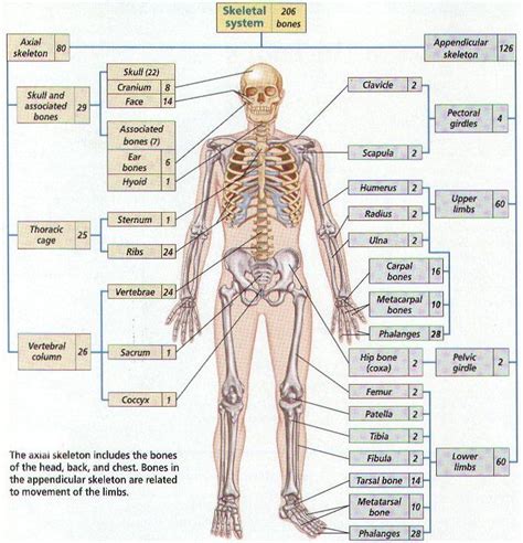 There are 206 bones total in the human body. Individuals may have ...