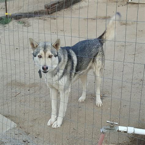 Wolfdog Puppies For Sale | Anza, CA #253922 | Petzlover