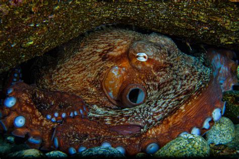 1,100+ Octopus Camouflage Stock Photos, Pictures & Royalty-Free Images ...