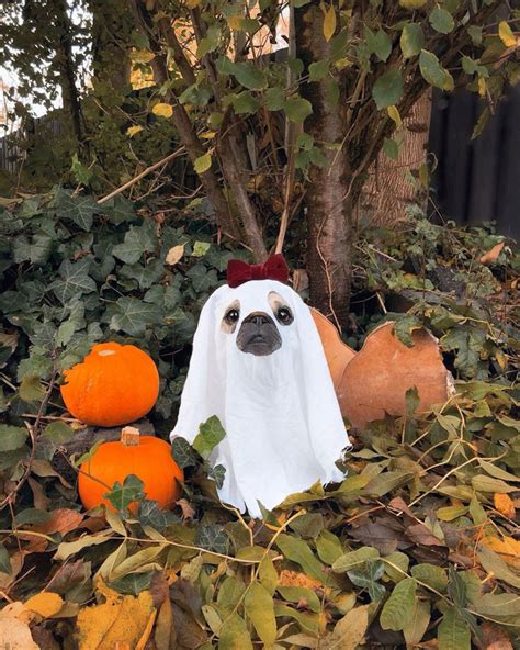 40 Pets With Awesome Halloween Costumes